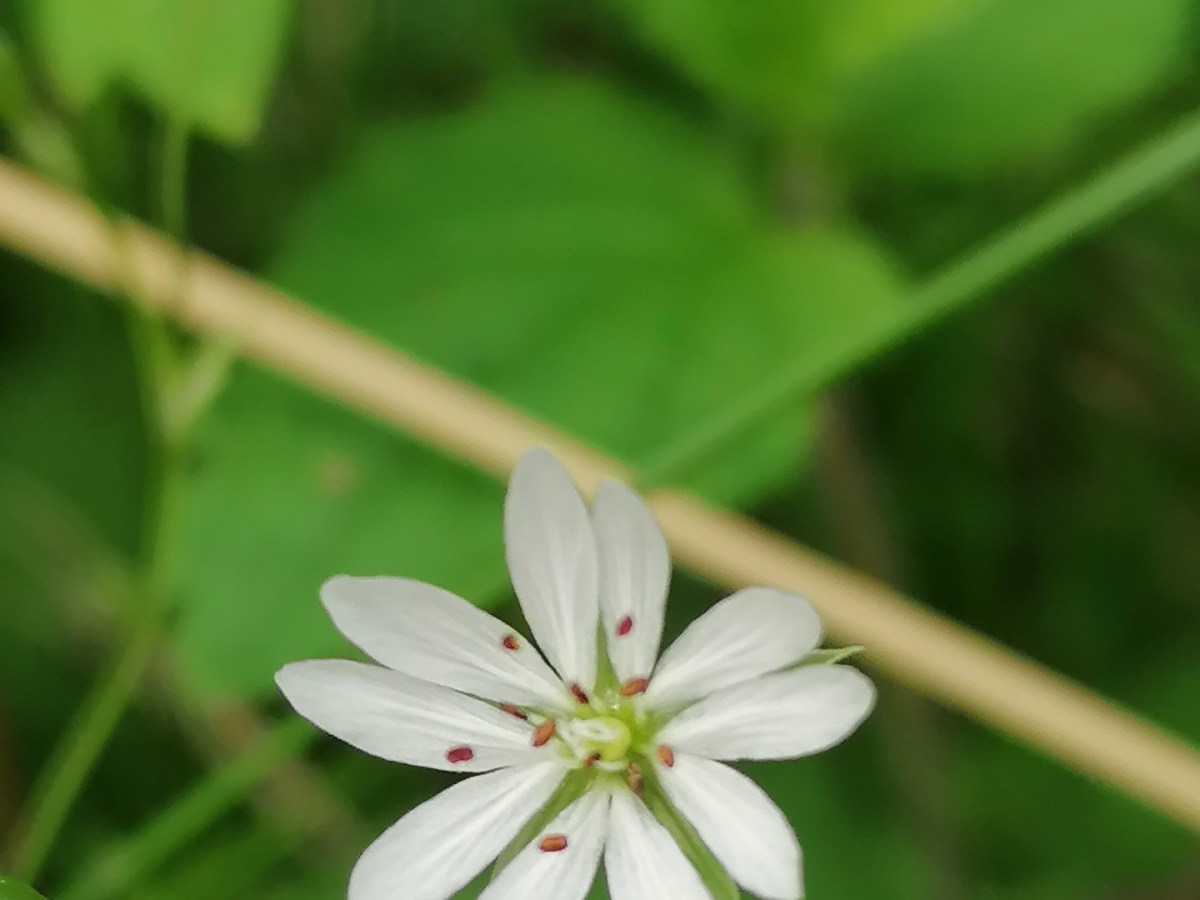 Stellaria Media: A Versatile and Beneficial Weed for Your&nbsp;Garden