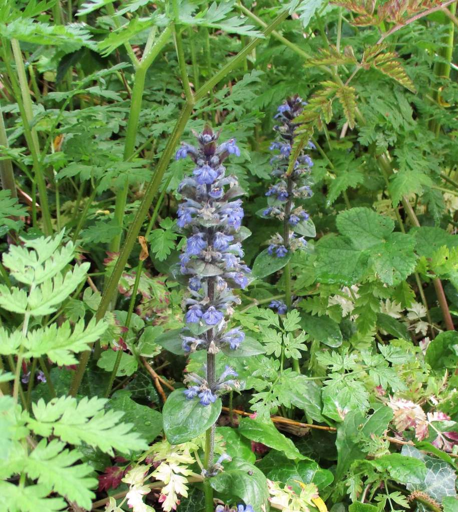 Discover the Charm of Blue Bugle: Ajuga Reptans in Gardens – Earthly ...