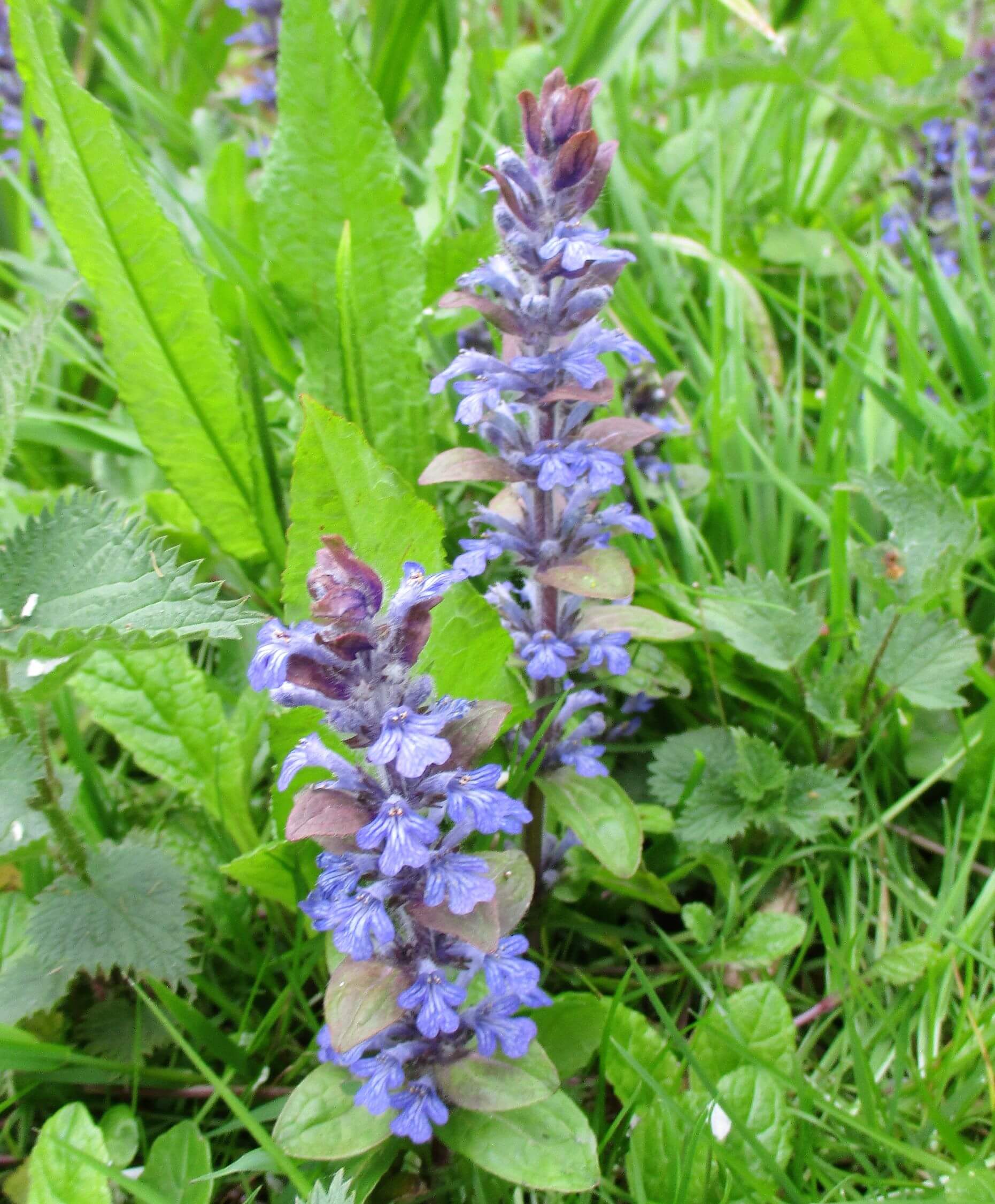 Discover the Charm of Blue Bugle: Ajuga Reptans in Gardens – Earthly ...