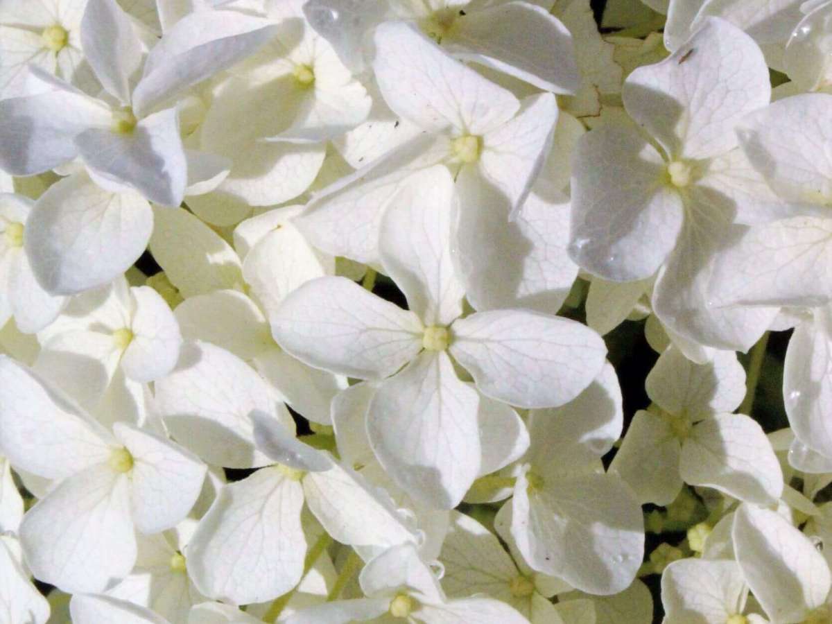 Troubleshooting Hydrangeas