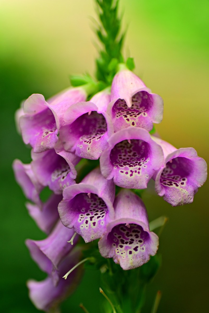 Foxglove: Stunning Biennial Plant and Intriguing History Unveiled ...