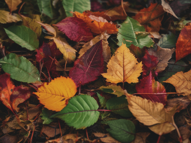 Healthy Leaf Composting: Tips for Awkward Leaves and&nbsp;Stems