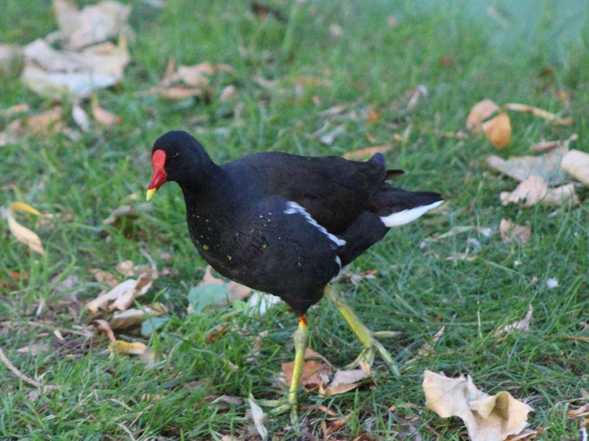 Charming Moorhens in Sandwich: A Unique Avian&nbsp;Species