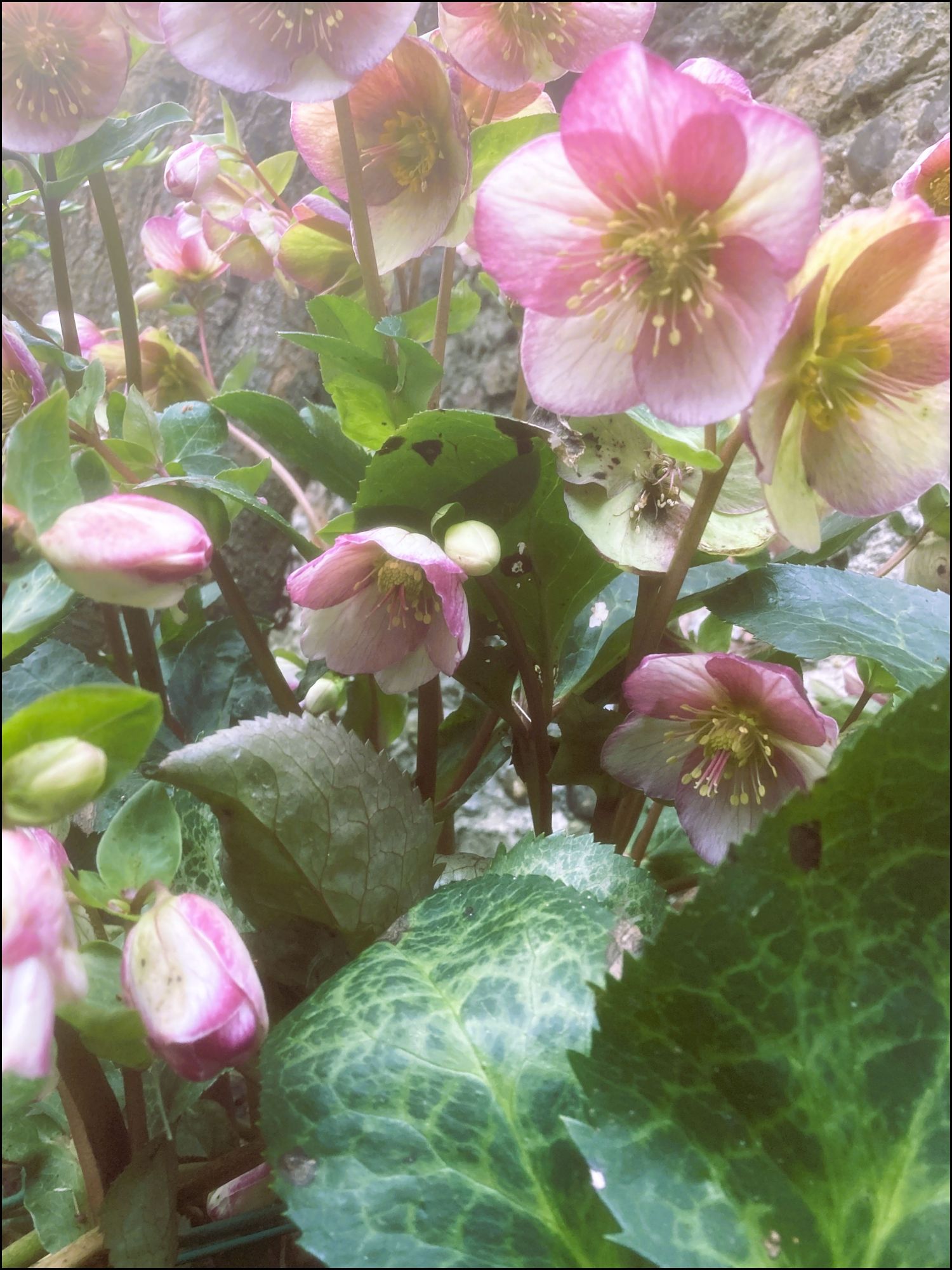 Ultimate Guide to Growing Hellebores in Your Garden – Earthly Comforts