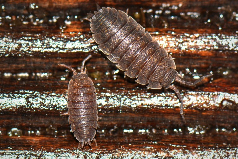 Woolice Rocks The Fascinating World of Woodlice: Nature’s Recyclers – Earthly Comforts