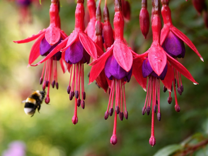 Fuchsia