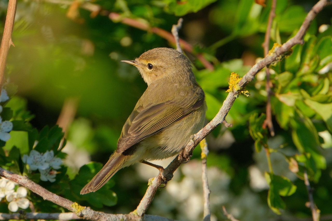 Chiffchaff – Earthly Comforts
