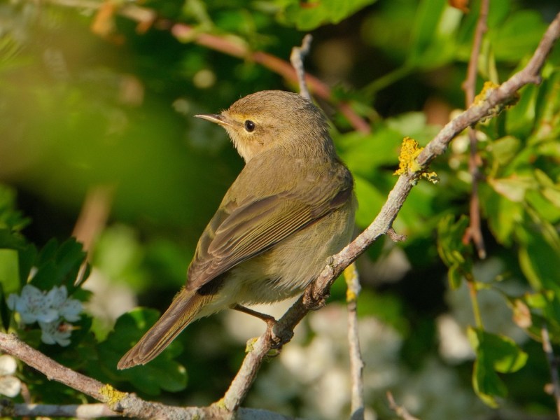 Chiffchaff
