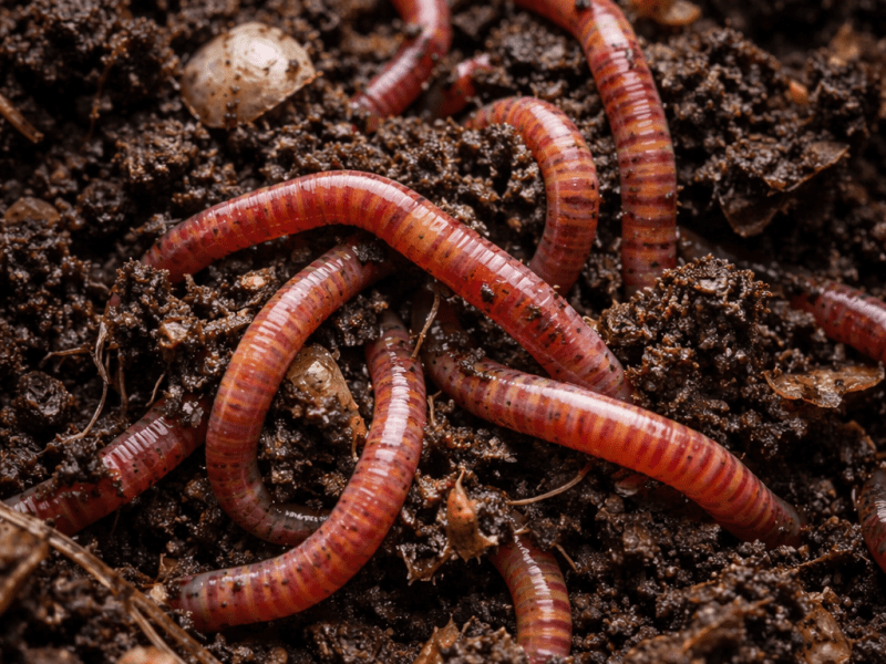 Working With Worms