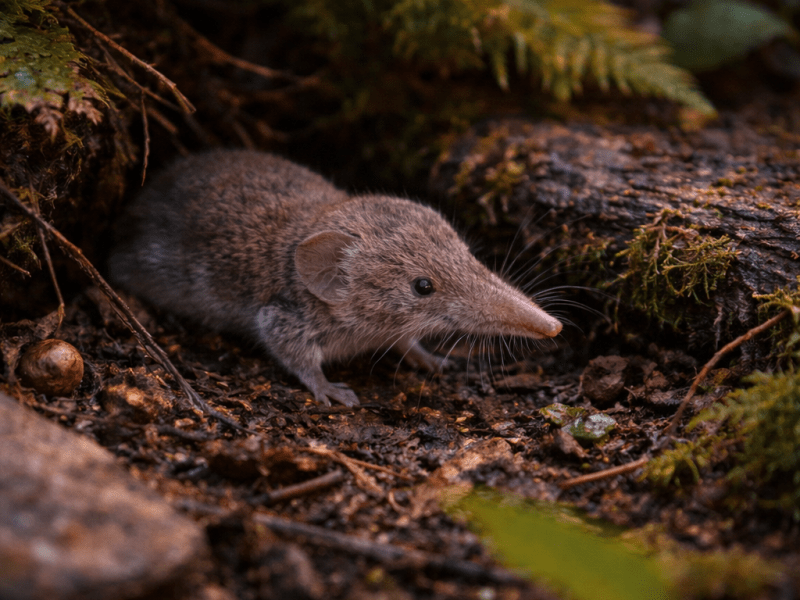 Gardening on the&nbsp;Frontline