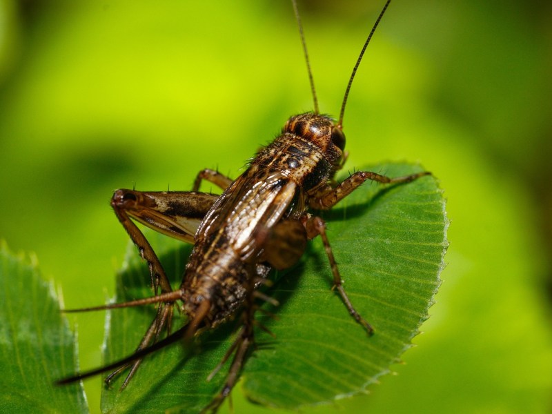 Crickets & Grasshoppers