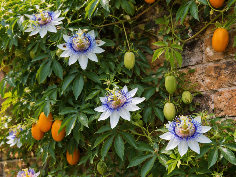 Passiflora caerulea