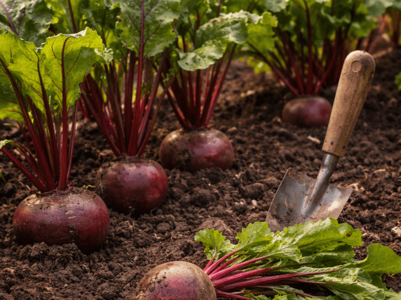 Growing Beetroot