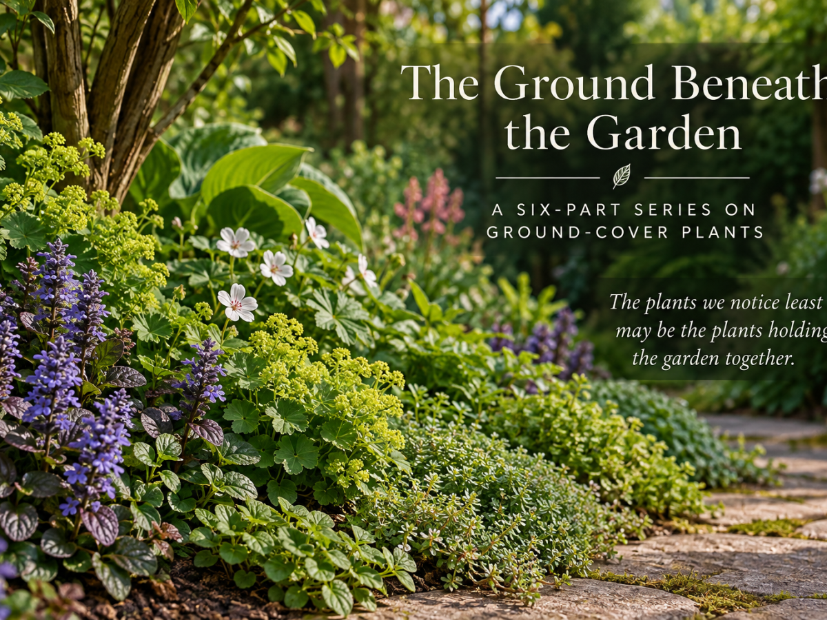 The Ground Beneath the&nbsp;Garden